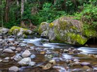 Gerölldurchsetzter Rio Savegre und mächtige moosbedeckte Felsblöcke am Ufer